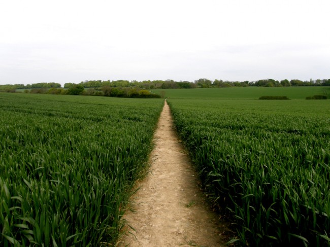 Vía Francígena por los campos de Inglaterra