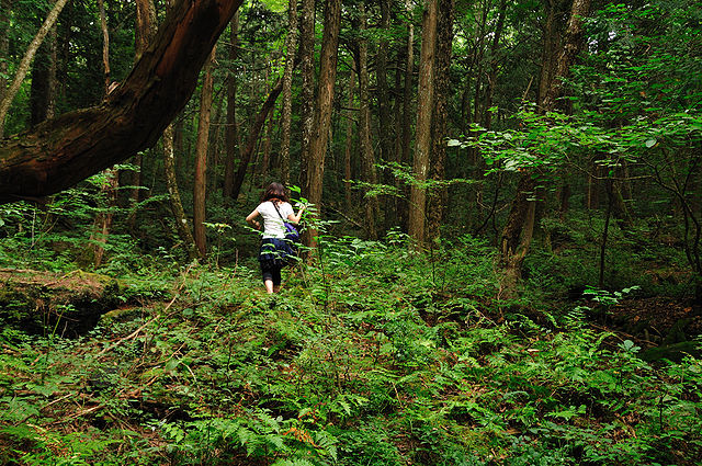 640px-Aokigahara_forest_03