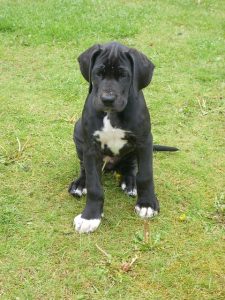 Hermoso Cachorro Gran Danes