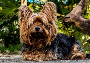 Hermoso Perro Posando